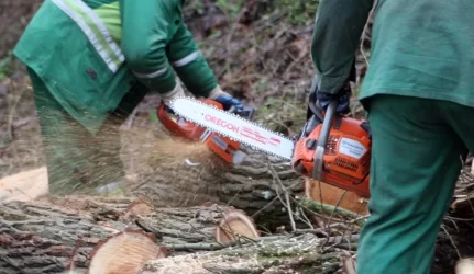 Po skandalo dėl iškirstų medžių krantinių sutvarkymas atpigo milijonu