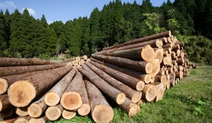 Pasieniečiai į Lietuvą neįleido radioaktyvių malkų