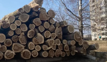 Prie pilies iškirstus medžius turės atsodinti kitur