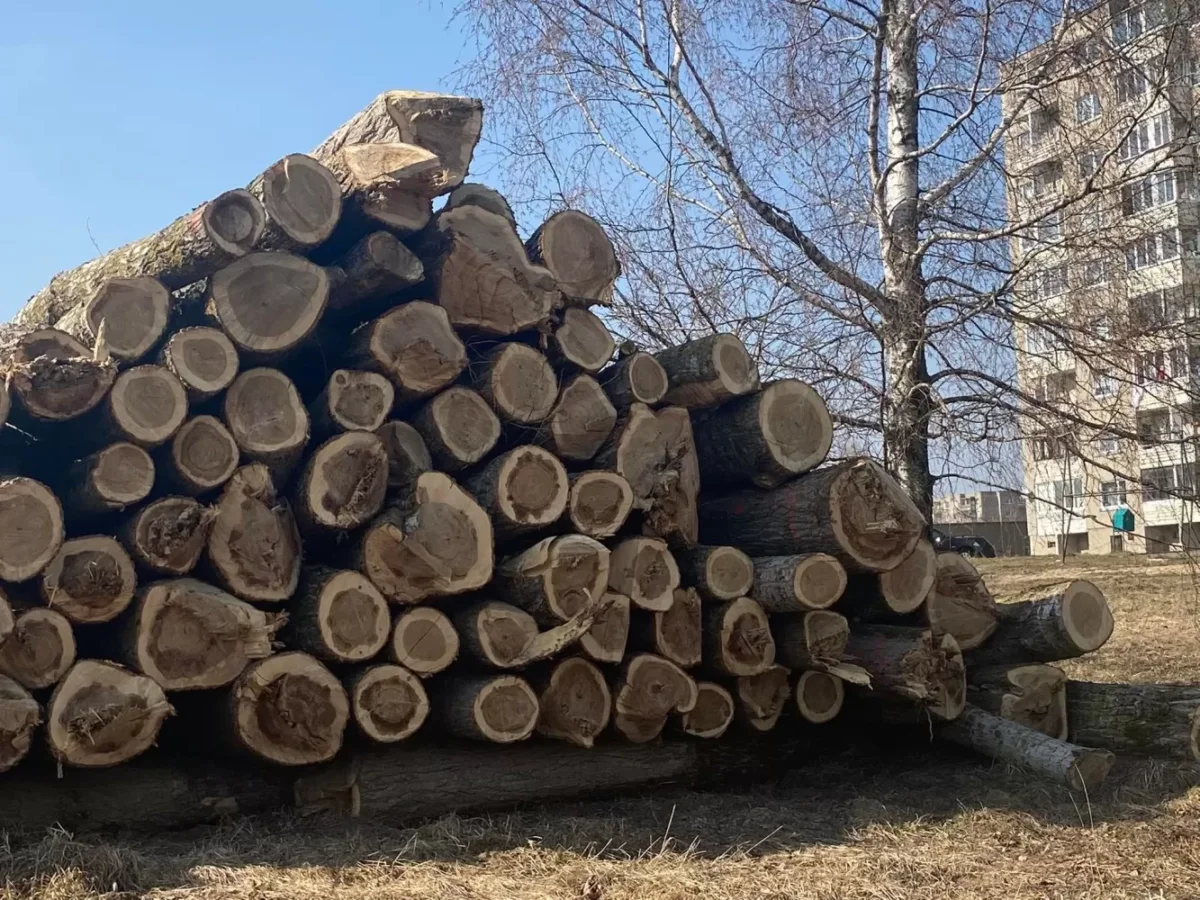 Prie pilies iškirstus medžius turės atsodinti kitur