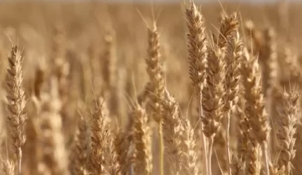 “Lietuva” vėl neparduota