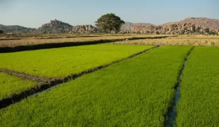 Ypatingos svarbos projektams reikės atiduoti žemę