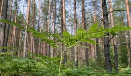 Seimas leido miškuose statyti namus