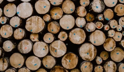 60 proc. medienos linksta parduoti ilgalaikėmis sutartimis