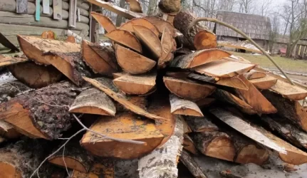 Dėl medienos – peštynės