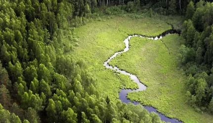 Seimas pritarė Prezidentės pastaboms dėl miškų