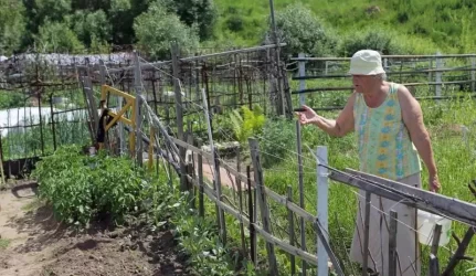 Sostinės daugiabučių papėdėje – daržininkų valdos