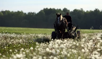 Seimas: draudimas užsieniečiams įsigyti žemės tebegalioja