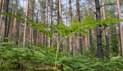 Privačių miškų savininkai dar nesusitvarkė