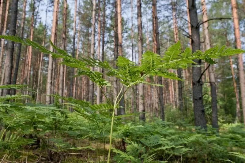 Privačių miškų savininkai dar nesusitvarkė
