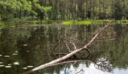 Ežerus išvalė ir teršia toliau