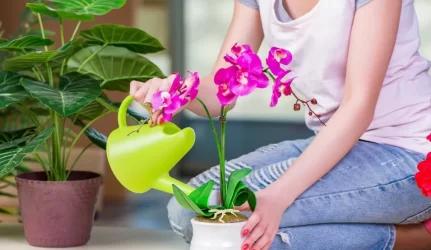 Gėlių laistymas po lietaus prajuokino kauniečius