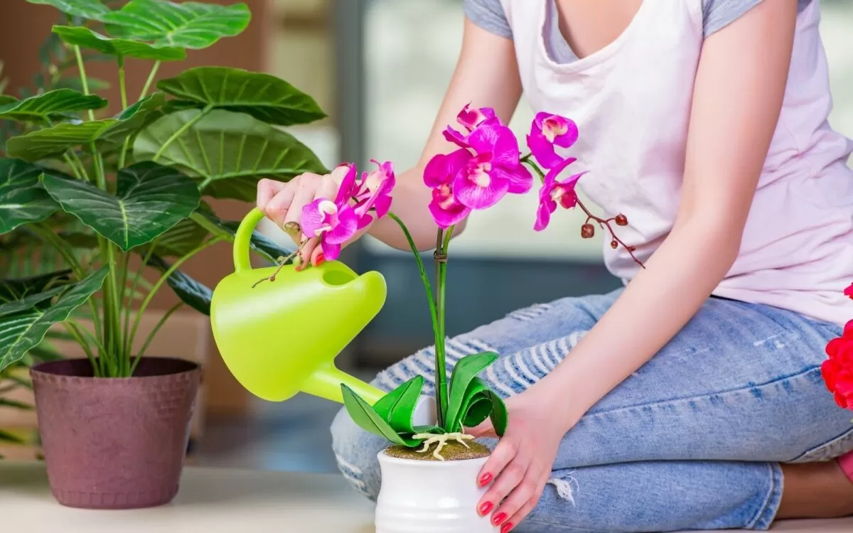 Gėlių laistymas po lietaus prajuokino kauniečius