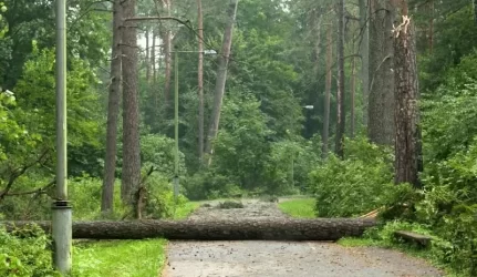 Orą miestuose švarintų apželdinti stogai ir lietaus vanduo