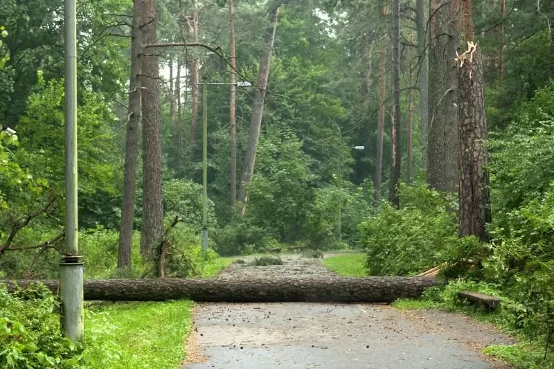 Orą miestuose švarintų apželdinti stogai ir lietaus vanduo