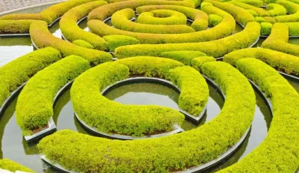 Kaune gali atsirasti žaliasis labirintas