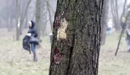 Klaipėdos poilsio parke – sužaloti medžiai