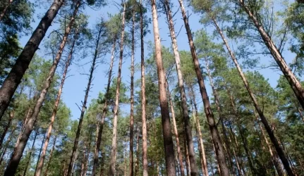 Iškirto svetimą mišką ir liko nenubaustas