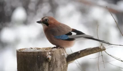 Jėgas ir pinigus tirpdo grumtynės dėl žemės