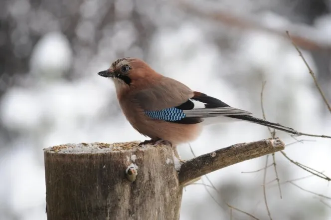 Jėgas ir pinigus tirpdo grumtynės dėl žemės