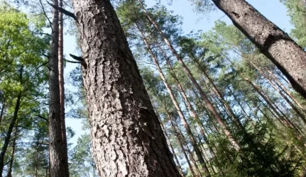 Šalies miškuose šeimininkauja kinai