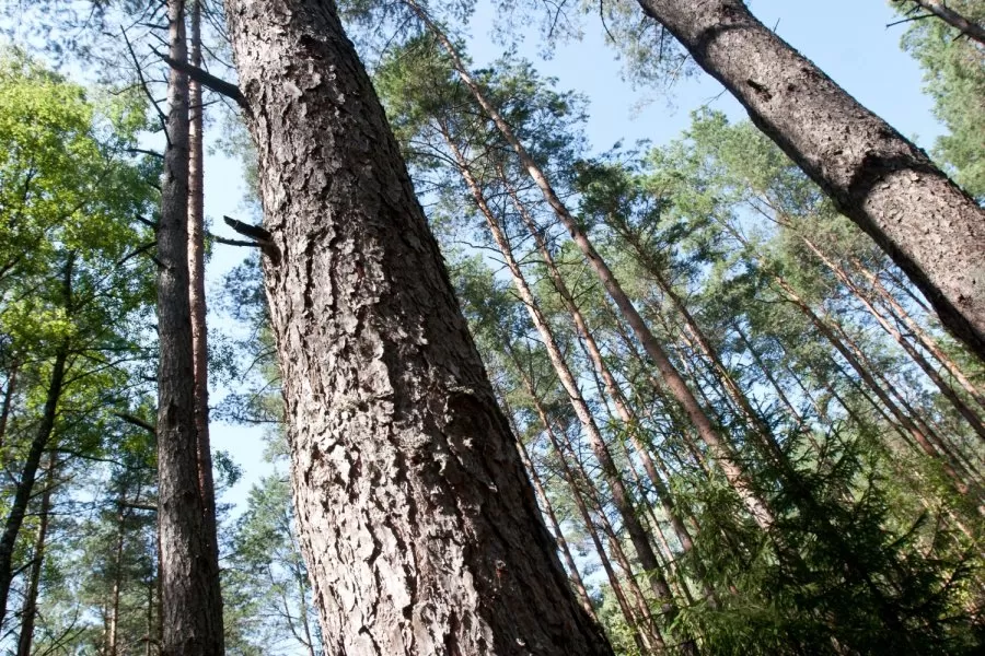 Šalies miškuose šeimininkauja kinai