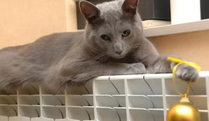 V. Baltraitienė: šiluma gali atpigti po metų