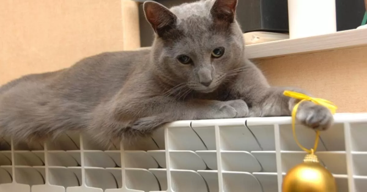 V. Baltraitienė: šiluma gali atpigti po metų