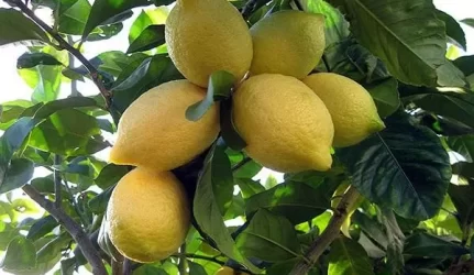 Citrusinių medelių skiepijimas akute