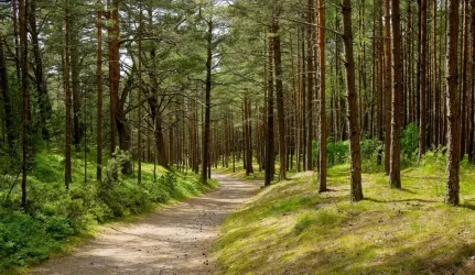 Medienos pramonės kitąmet laukia išbandymai