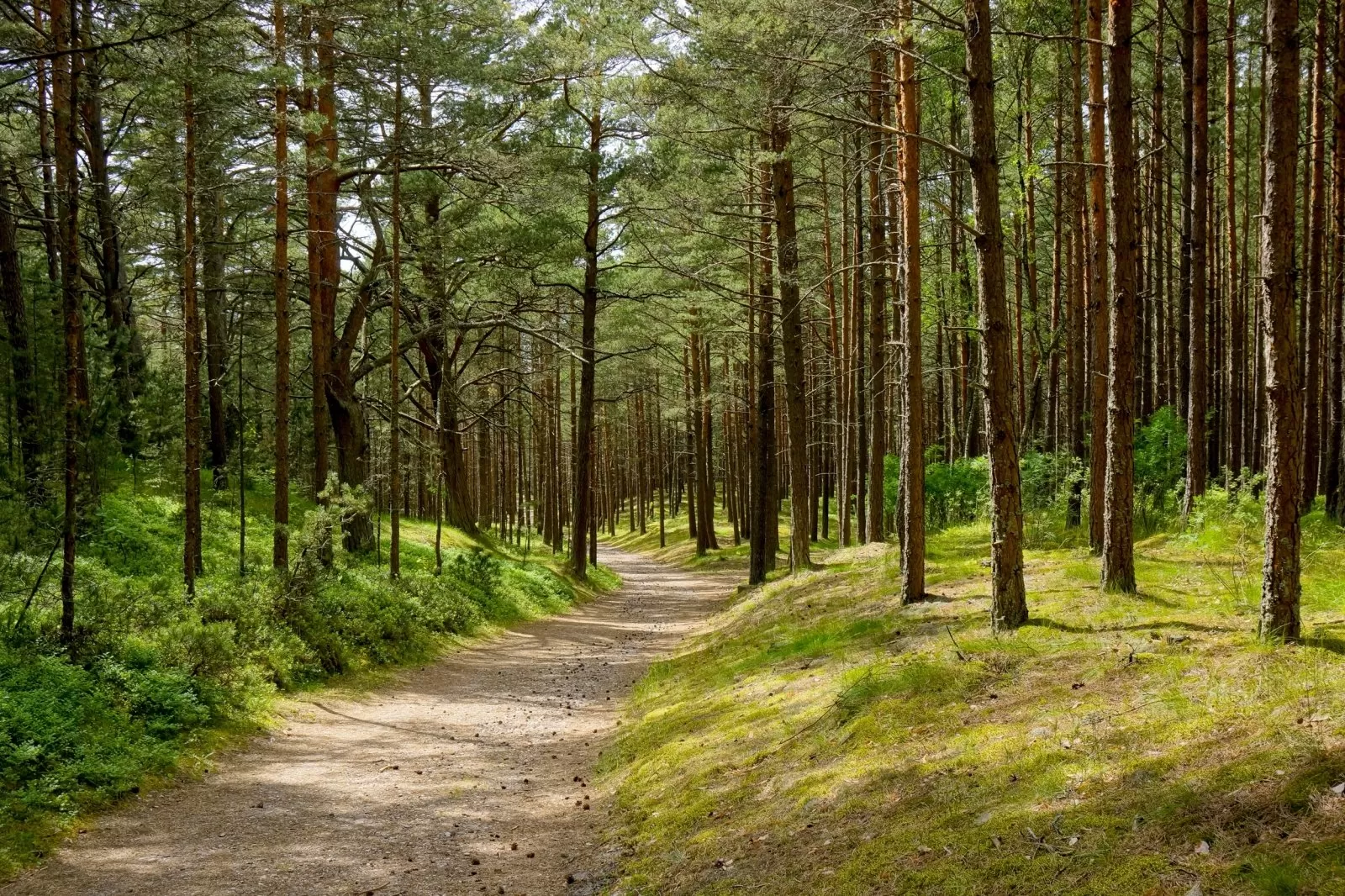 Medienos pramonės kitąmet laukia išbandymai