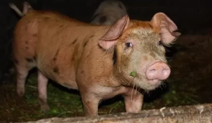 Premjeras: mokesčiui už metano dujas – dar per anksti