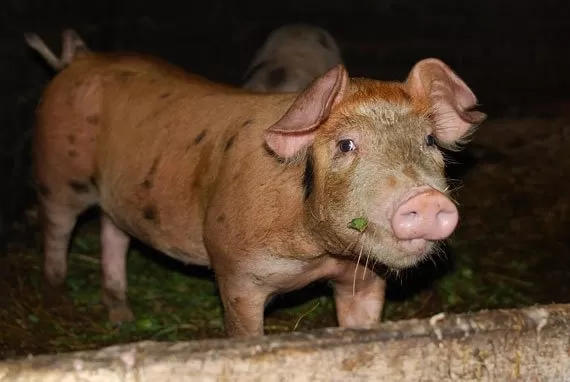 Premjeras: mokesčiui už metano dujas – dar per anksti