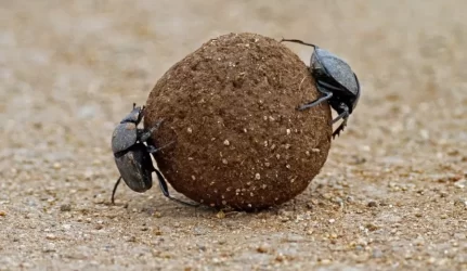 Kalėjimai elektros energiją gamins iš kalinių išmatų