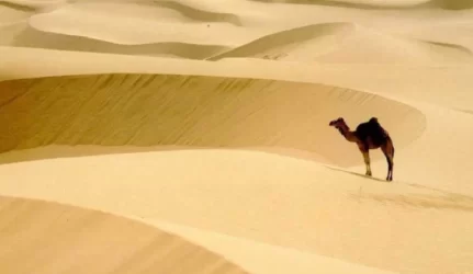 Pajudėjo saulės elektrinės projektas Sacharoje