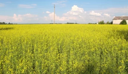 Bioenergetika – ne visiems patraukli alternatyva