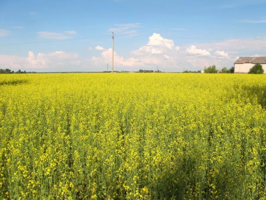 Bioenergetika – ne visiems patraukli alternatyva