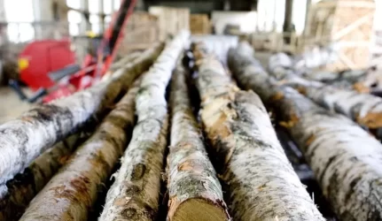 Medienos rinka: lėtėja ar stabilizuojasi?