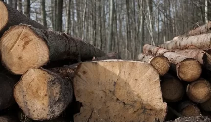 Medienos aukcionai įsibėgėja