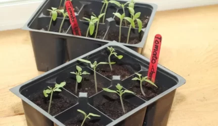 Graibstomi žemės mišiniai