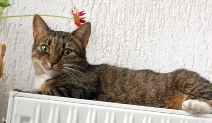 Šildymo sezonas Vilniuje baigiamas penktadienį