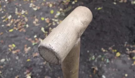 Sodinamos hibridinės drebulės – biokurui