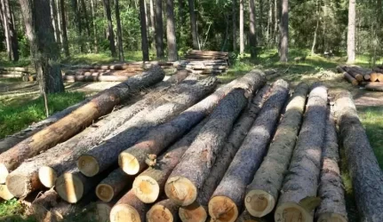 Biokuras pūva miškuose