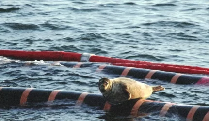 Baltijos jūra nafta