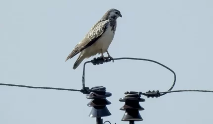 Paėjėta žingsneliu arčiau Lietuvos-Lenkijos elektros jungties įgyvendinimo