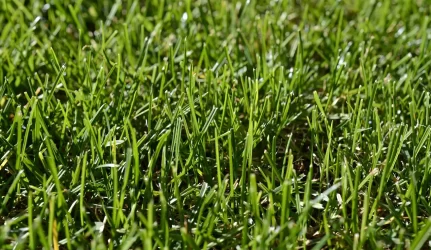 Žolėmis besišildantis ūkininkas: Lietuvoje jų mažai kam reikia