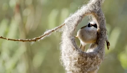 Didžiausi pasaulyje lizdai: paukščių audėjų “daugiabučiai” išsilaiko ir 100 metų