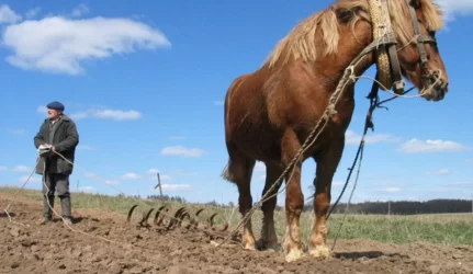 Išdalyta žemė grįžta valstybei