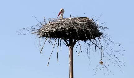 gandrai elektros stulpuose