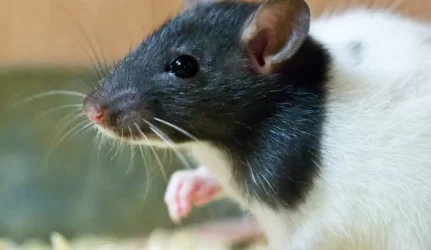 Graužikai puola daugiabučių gyventojus